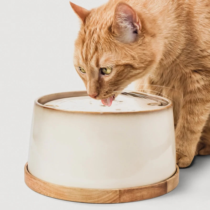 Katt som drikker fra ne&no vannfontene i keramikk