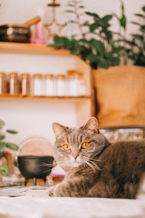 En grå katt slapper av i et varmt og rolig hjemmemiljø.