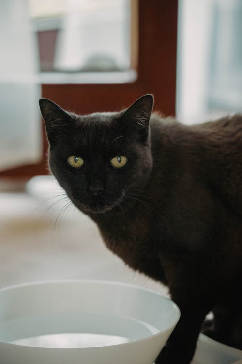 Svart katt ved en hvit vannskål innendørs. Foto: Vasilissa Popil / Pexels.