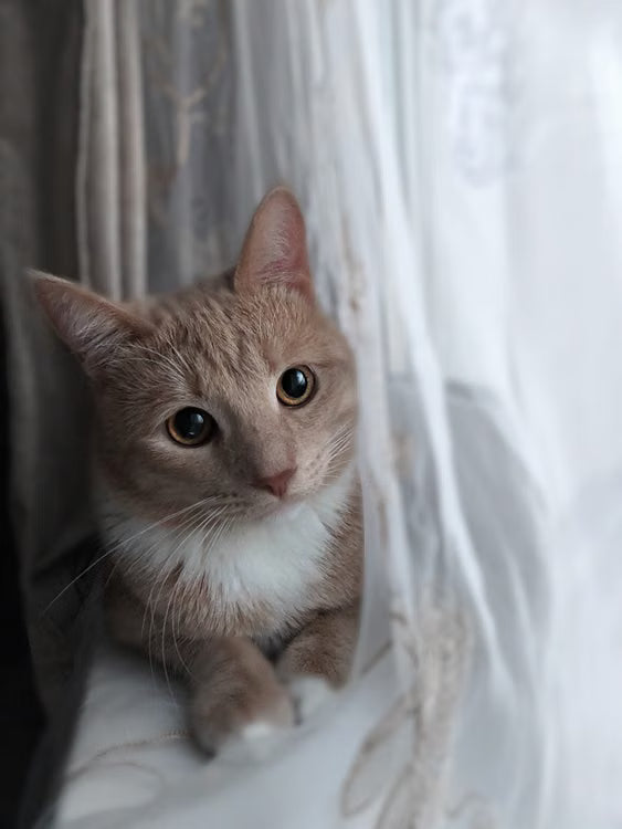 En lys katt hviler i vinduskarmen ved myke gardiner.